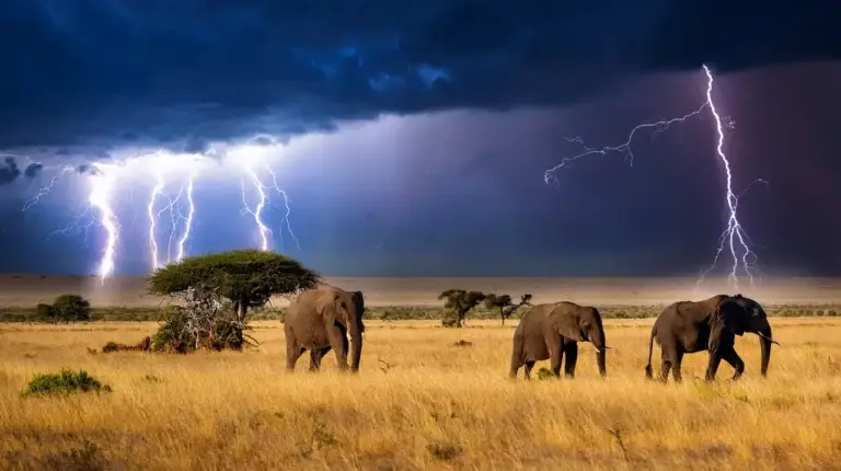 Elephants in savanna during lightning storm.